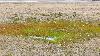 ... la v�g�tation est rase, typique de la toundra ...