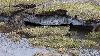 ... ou sol gel� en permanence (permafrost en anglais).