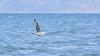 ... Fulmar bor�al ...