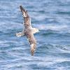 ... appel� en su�dois Oiseau des temp�tes !