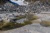 ... extermin�s jusqu'en 1952 (date de leur protection) ...