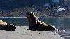 ... il n'h�site pas � charger s'il se sent menac� !