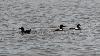 Il est minuit ... des Guillemots � miroir ...