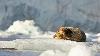 ... les phoques barbus pr�f�rent les packs de glace flottante ...