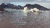 ... � une heure du matin, dans la baie du roi (Kongsfjorden sur la carte pr�c�dente) ...
