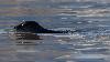 ... un jeune phoque annel� tr�s curieux ...