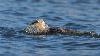 ... un Fulmar bor�al ...