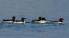 ... les Guillemots de Br�nnich ...