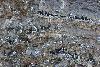 ... nichent en groupes tr�s serr�s dans les falaises ...
