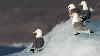 ... les morceaux de glace flottante ...