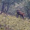... attirent les cerfs ...