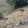 ... seul moment de l'ann�e o� m�les et femelles se retrouvent ...