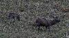 ... p�riode que l'on nomme oestrus ...