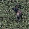 ... le cerf reprend son brame � l'intention des autres biches ....