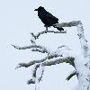 ... cela ne d�range pas les Grands Corbeaux