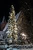 ... des sapins ...