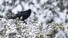 ... comme toutes les esp�ces de corvid�s ...