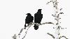 ... ils harc�lent leurs concurrents potentiels ...