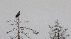 ... malgr� 4 aff�ts, nous ne verrons aucun loup ...