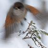 ... un �clair roux ...