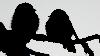 ... oiseau s�dentaire habitu� des for�ts de conif�res septentrionales ...