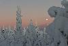 ... leur couronne est rev�tue d'un m�lange de neige et de givre ...