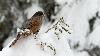 M�sangeai imitateur ...
