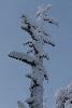 ... tronc dess�ch� ...