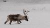 ... ils ont gard� une grande partie de leur instinct sauvage ...