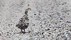 Au printemps, cette femelle de Grand T�tras cherche du gravier ...