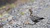 ... pour en tapisser son estomac afin de faciliter la digestion des v�g�taux ...