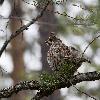 ... d'une G�linotte des bois.