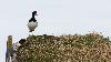 ... l'Hu�trier pie , tr�s pr�sent ...