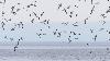 A Ekkeroy, la colonie de Mouettes tridactyles n'a pas encore subi la terrible h�catombe ...