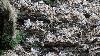 ... due � la grippe aviaire (des milliers d'oiseaux morts en juin) ...