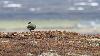 Un peu � l'int�rieur des terres ...