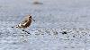 ... superbe m�le en plumage nuptial.