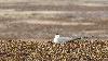 Un autre Labbe, le Labbe � longue queue ...