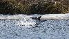 Plongeon catmarin adulte nuptial ...