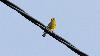 ... Verdier d'Europe (pr�sence estivale) ...