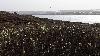 Les saules nains bourgeonnent sur l'�le de Vardo ...