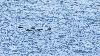 Grands Cormorans ...