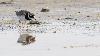 ... se nourrissant � mar�e basse ...