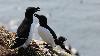 ... Pingouins torda ...