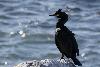 ... Cormoran hupp� ...