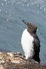 ... Guillemot de Tro�l ...