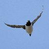 ... l� forme brid�e (lunettes blanches) ...