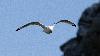 ... Mouette tridactyle ...