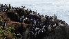 ... la falaise abrite une multi-colonies de quelque 100'000 oiseaux de mer ...