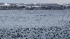 ... se r�unissent en mer pour p�cher ...